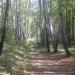 Медведевский лес в городе Орёл