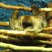 Sloths and armadillos