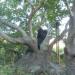 The Old Plane Tree in Stara Zagora city