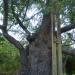 The Old Plane Tree in Stara Zagora city