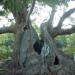 The Old Plane Tree in Stara Zagora city