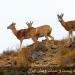 Tang-e Sayad National Park