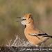 Touran National Park