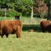 Highland Cattle Grazing Fields