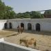 Horse Stables in Lahore city