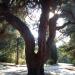 Aleppo Pine in Stara Zagora city