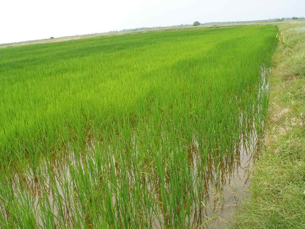  рисовых полей
