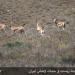 Golestan National Park