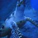 Underwater World in Pattaya City city