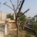 harry in Jhunjhunu city
