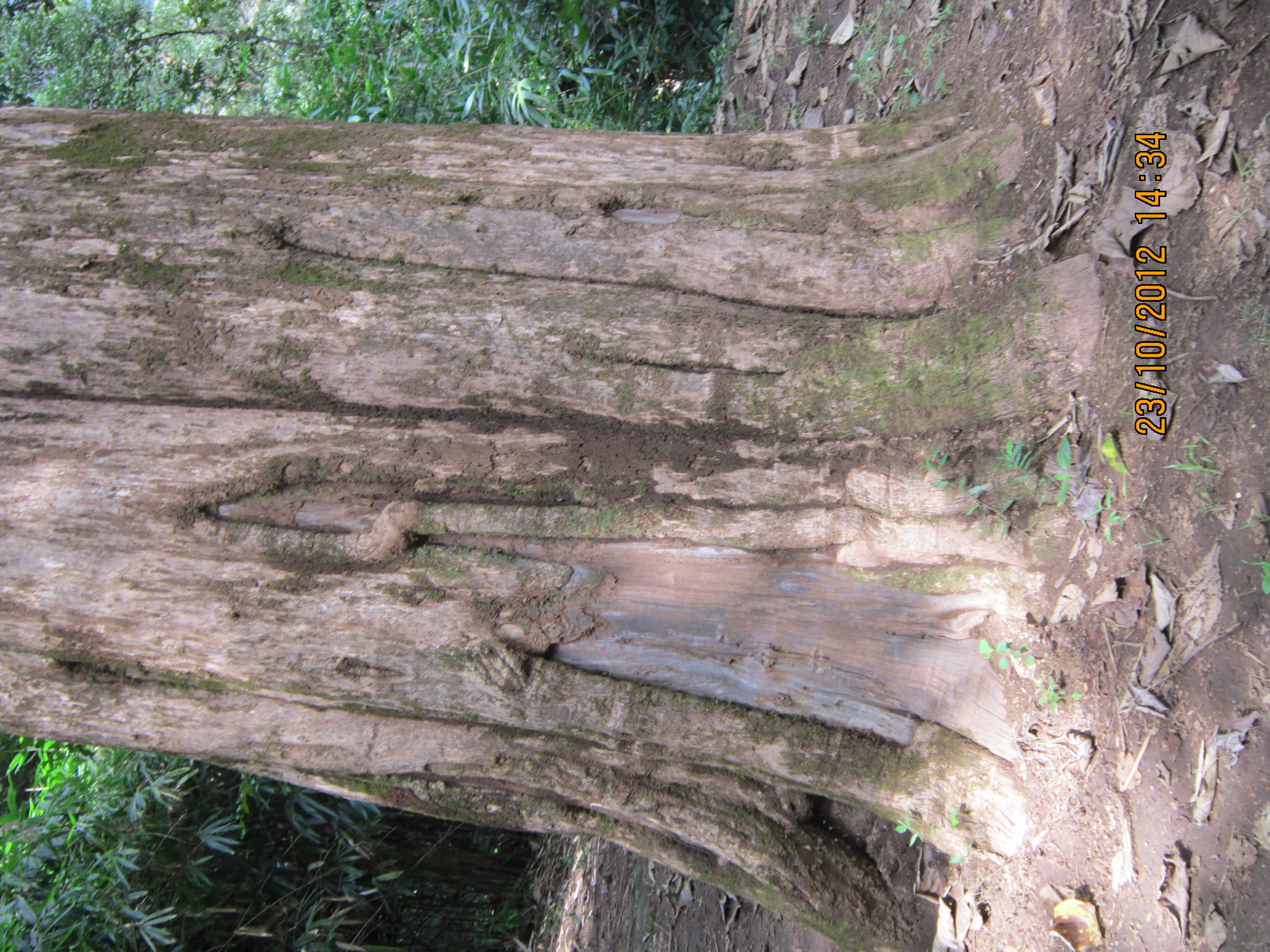 largest-teak-tree-ottakkal-idamalayar