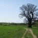 Tamme-Lauri oak - Estonia's largest oak tree