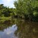 Ramsar Site - Nariva Swamp