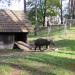 Южно-Американский тапир в городе Рига