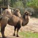 Domestic bactrian camel