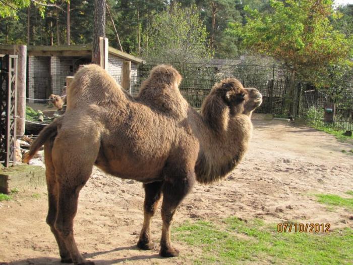 Domestic bactrian camel - Riga