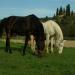 La Valle Riding School