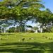 Cemitério Parque dos Pinheiros na São Paulo city