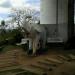 Morro do Elefante (pt) in Campos do Jordão city