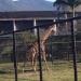 Girafas na Rio de Janeiro city