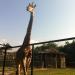 Girafas na Rio de Janeiro city