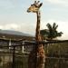 Girafas na Rio de Janeiro city