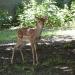 Garden with Dama deers