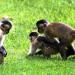Zoológico Municipal Amaro Sátiro de Araújo na Montes Claros city