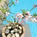 Casablanca Beach Resorts in Candolim Village city