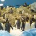 Planet Pinguin