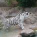 Tigerinsel