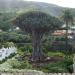 The Dragon Tree