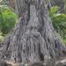 The Dragon Tree