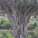 The Dragon Tree