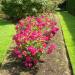 Walled Kitchen Gardens