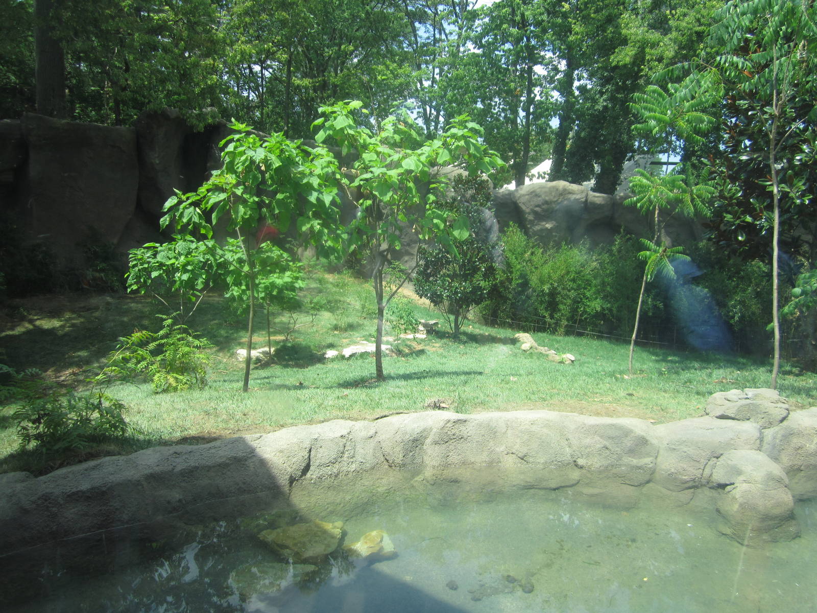 Malayan Tiger Exhibit Cincinnati, Ohio