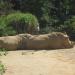Southern White Rhinoceros in Louisville-Jefferson County, Kentucky city