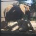 African + Asian Elephant exhibit in Louisville-Jefferson County, Kentucky city
