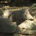 Warthog exhibit in Louisville-Jefferson County, Kentucky city