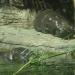 Hippo Falls in Louisville-Jefferson County, Kentucky city