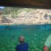 California Sea Lion + Harbor Seal exhibit in Louisville-Jefferson County, Kentucky city
