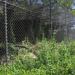Cougar exhibit in Louisville-Jefferson County, Kentucky city