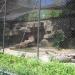 Snow Leopard exhibit in Louisville-Jefferson County, Kentucky city