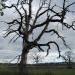 Tualatin River National Wildlife Refuge