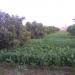 Rana Ashfaq Agriculture Farm, 481 GB.