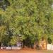 Peepal Tree