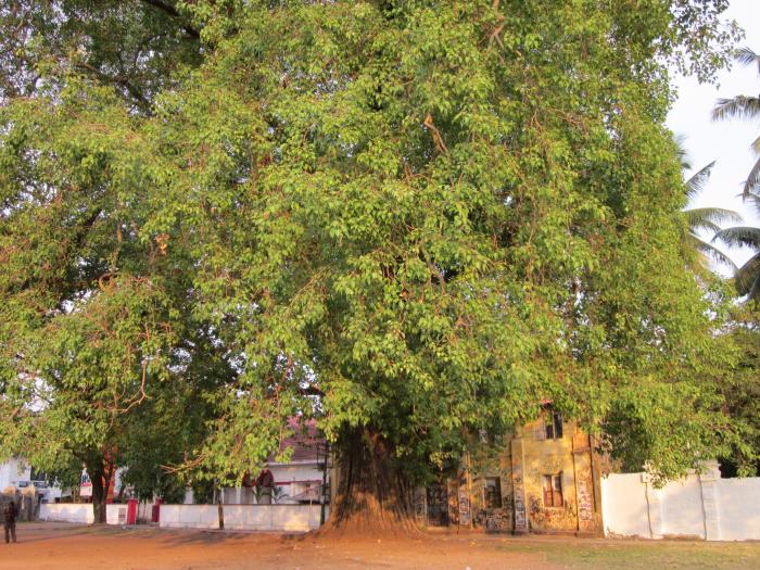 peepal-tree-kochi-residence-street