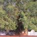 Peepal Tree