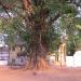 Peepal Tree