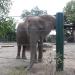 African + Asian Elephant exhibit in Louisville-Jefferson County, Kentucky city